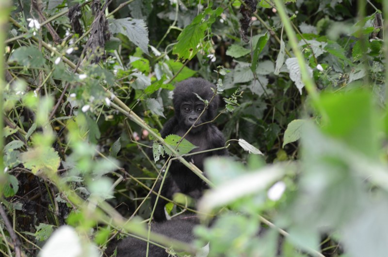 Uganda Safari Activities - Kabira safaris tours