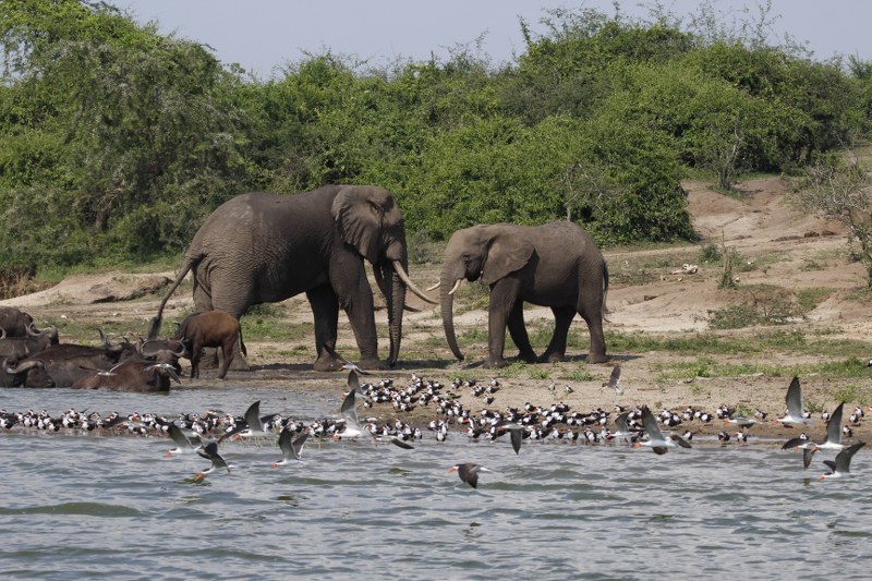 Uganda wildlife safaris