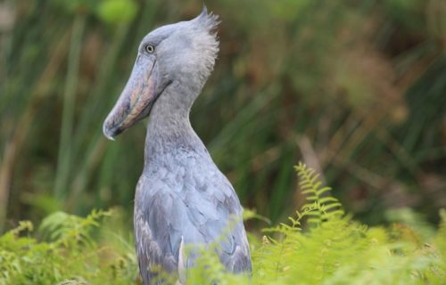 shoebill - Kabira Uganda Safaris - bird watching