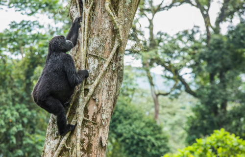 Gorillas in Bwindi Forest National Park