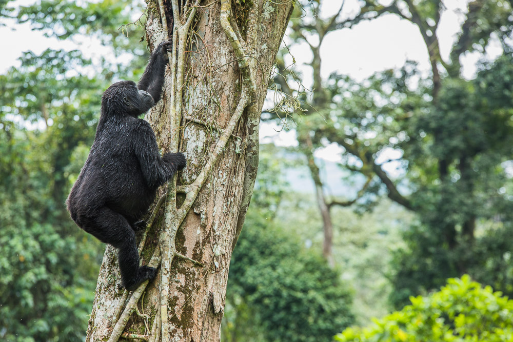 Gorillas in Bwindi Forest National Park