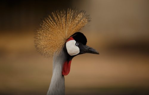 Grey Crowned Crane - Birding Safaris in Uganda