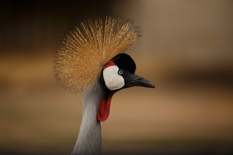 Grey Crowned Crane - Birding Safaris in Uganda