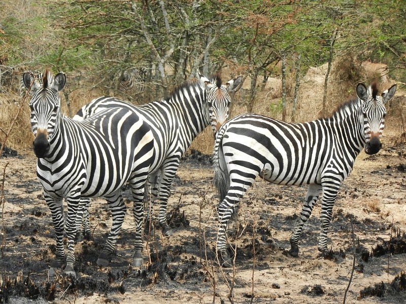 Lake Mburo National Park - Wildlife Viewing