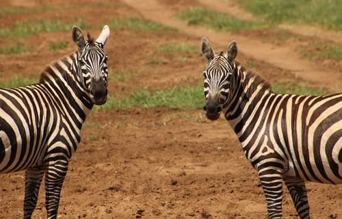 Lake Mburo National Park tour