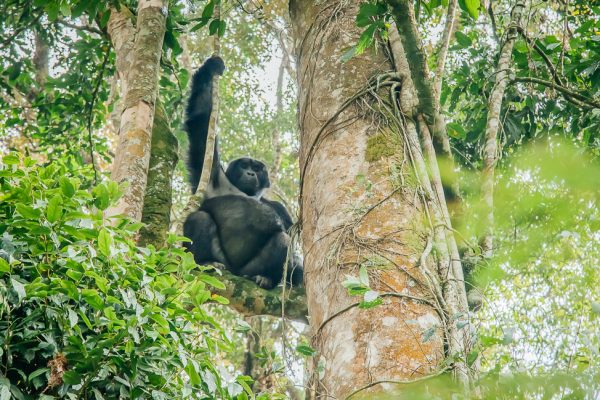 Mountain gorilla families in Bwind forest National Park