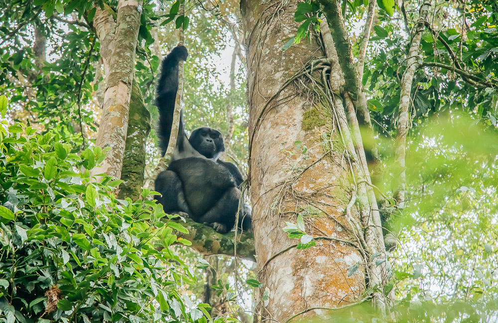 Mountain gorilla families in Bwind forest National Park