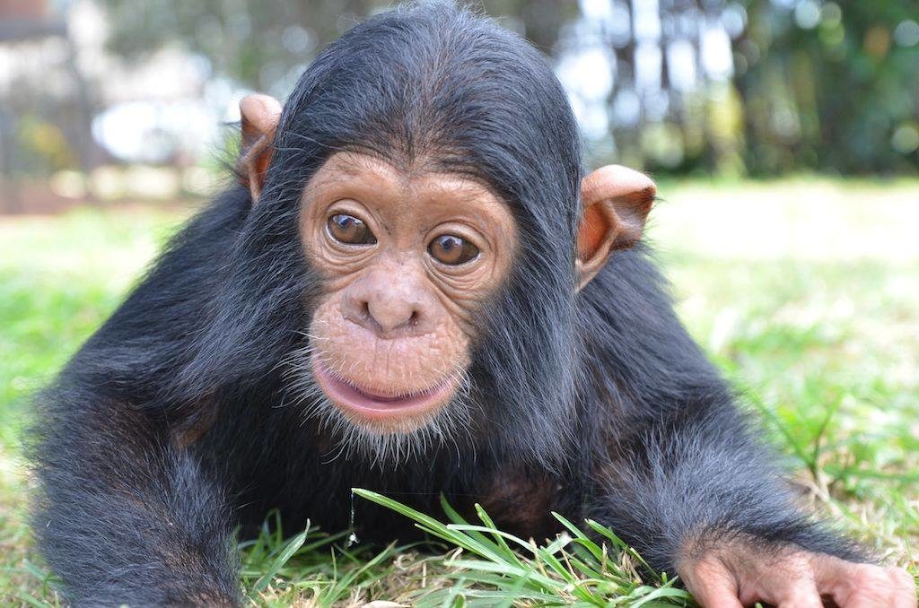 Ngamba Island Chimpanzee Sanctuary