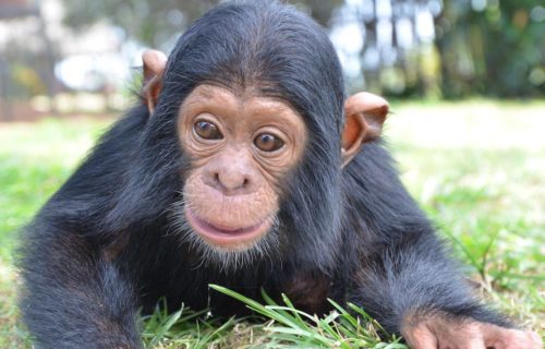 Ngamba Island Chimpanzee Sanctuary