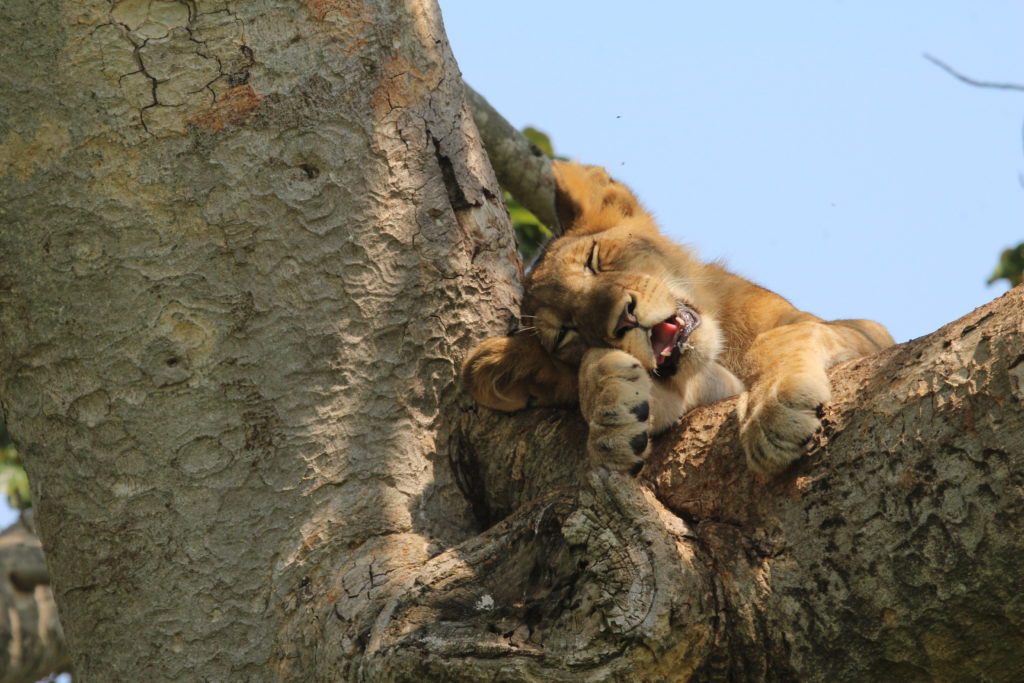 Queen Elizabeth National Park Wildlife - Tree Climbing Lions