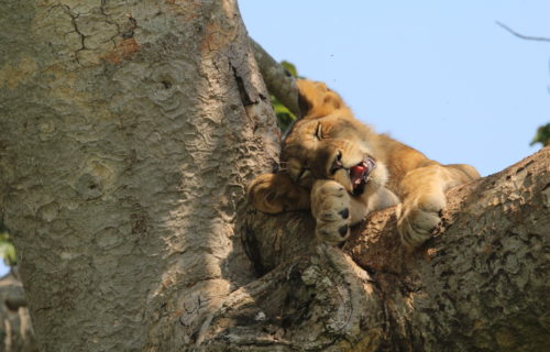 Queen Elizabeth National Park Wildlife - Tree Climbing Lions