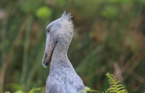 Shoebill Stork - Birds of Uganda