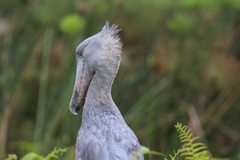 Shoebill Stork - Birds of Uganda