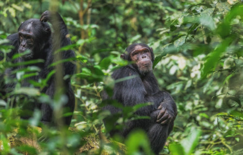 chimpanzee tracking safari in Kibale National Park