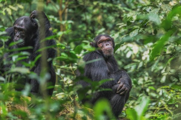 chimpanzee tracking safari in Kibale National Park