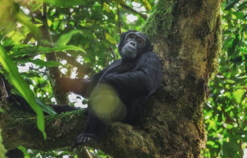 chimpanzees in Kibale Forest National Park Uganda