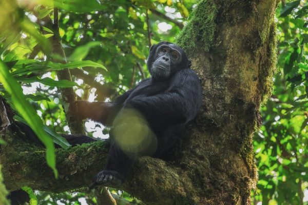 chimpanzees in Kibale Forest National Park Uganda