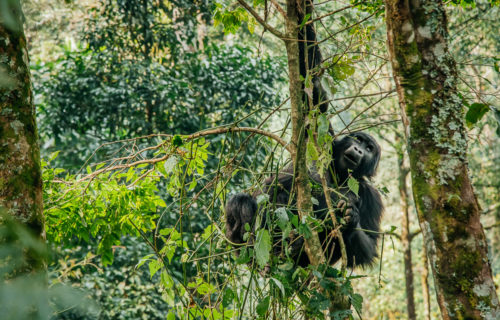 gorilla trekking - Bwind forest National Park