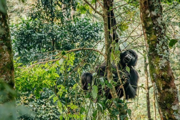 gorilla trekking - Bwind forest National Park gorilla trekking - Bwind forest National Park