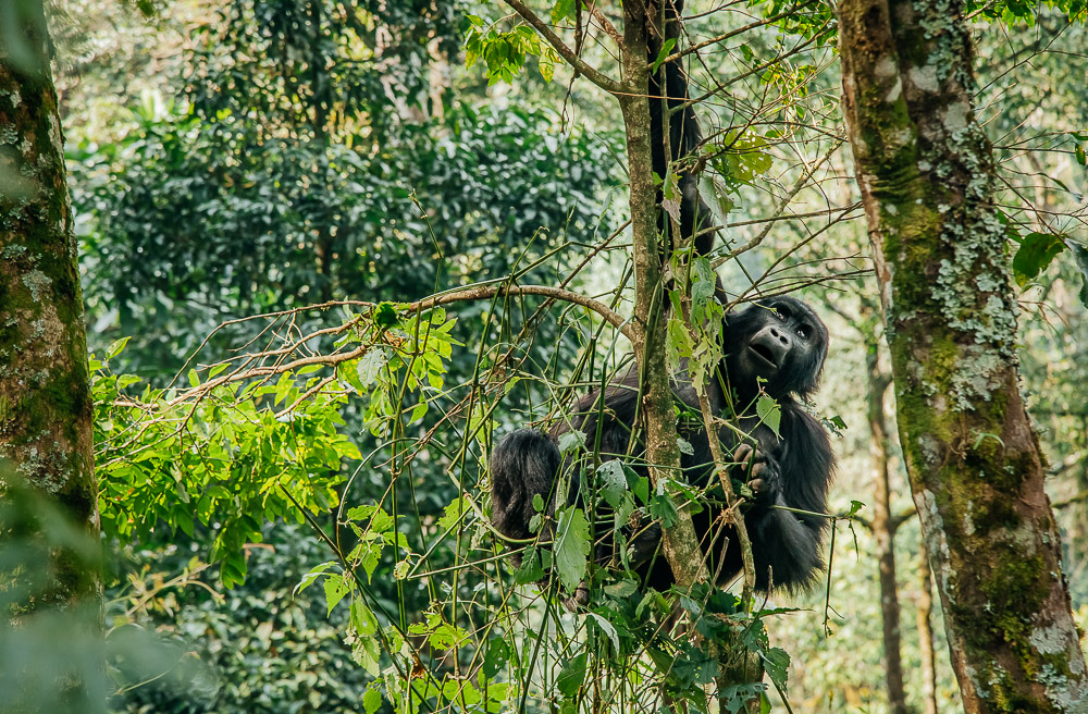 gorilla trekking - Bwind forest National Park