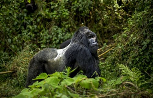 Adult Male Mountain Gorilla Silverback [ Gorilla trekking tours in Rwanda]