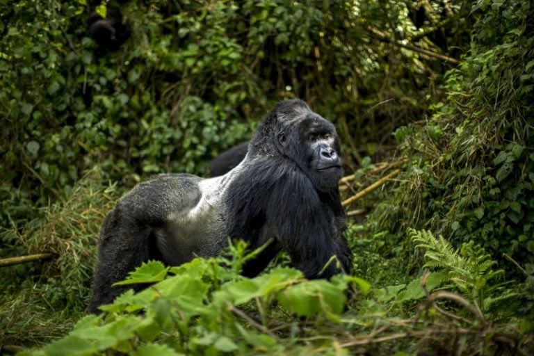 Top 10 Mountain Gorillas Facts Lifespan, Diet, Habitat