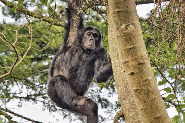 Nyungwe National Park Chimpanzee trekking in Rwanda
