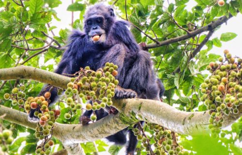 Chimpanzee trekking tours in Rwanda Nyungwe Forest National Park