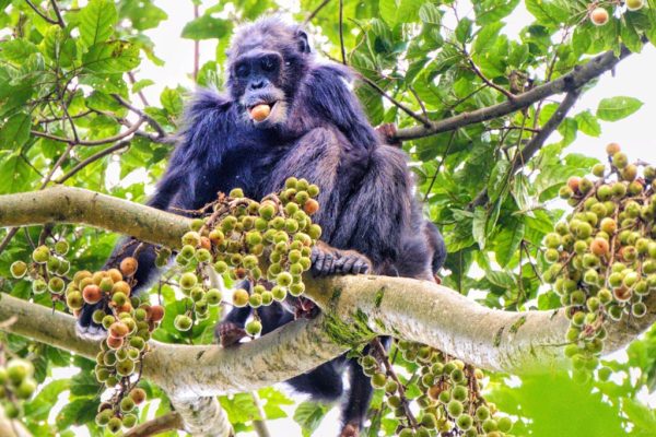 Chimpanzee trekking tours in Rwanda Nyungwe Forest National Park