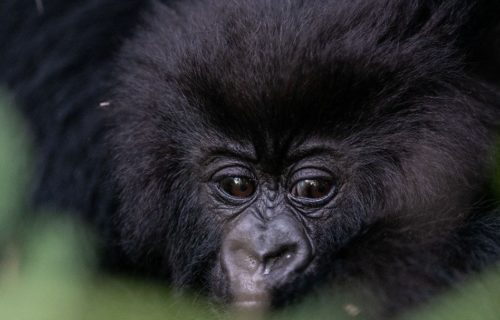 Gorillas tours in Rwanda