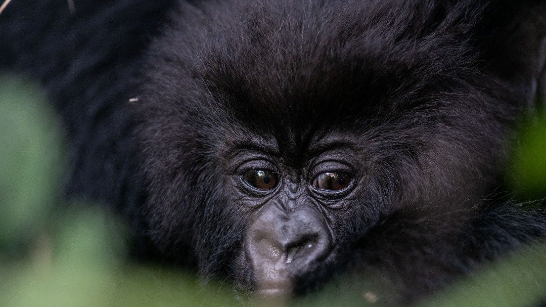 Gorillas tours in Rwanda