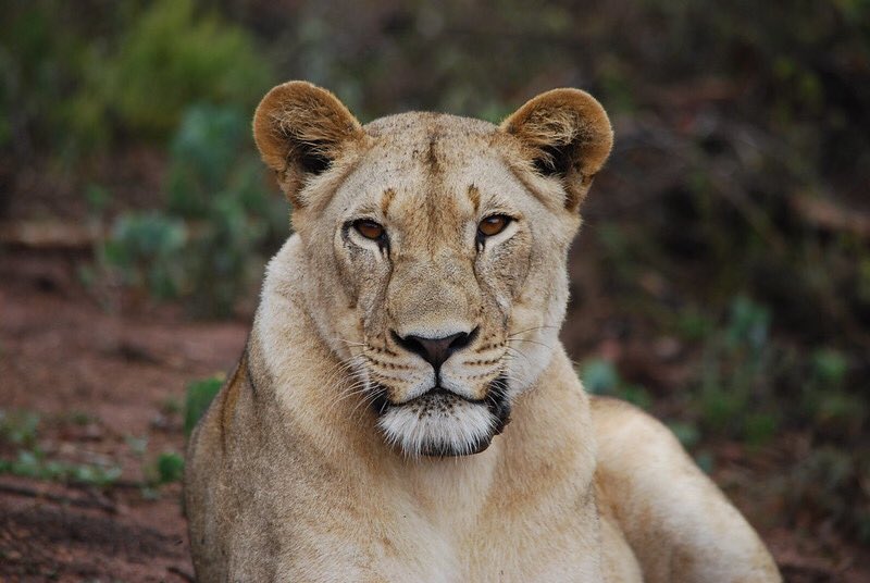 King of the Jungle Akagera National Park