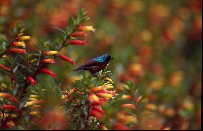 Northern double collared sunbird Akagera National Park Bird watching