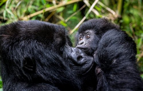 Gorilla safaris in Rwanda - Volocanoes National Park
