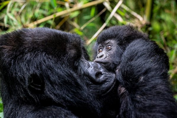 Gorilla safaris in Rwanda - Volocanoes National Park