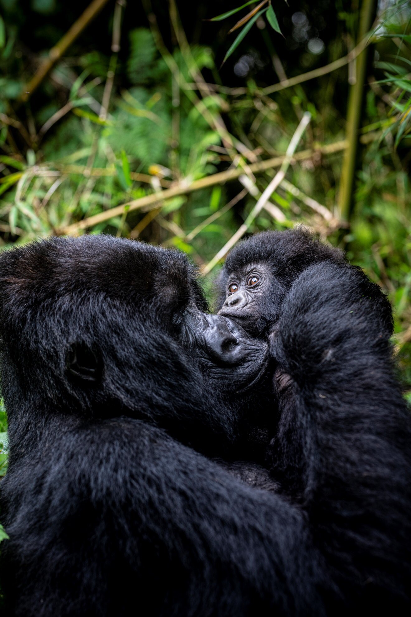 Gorilla safaris in Rwanda - Volcanoes National Park