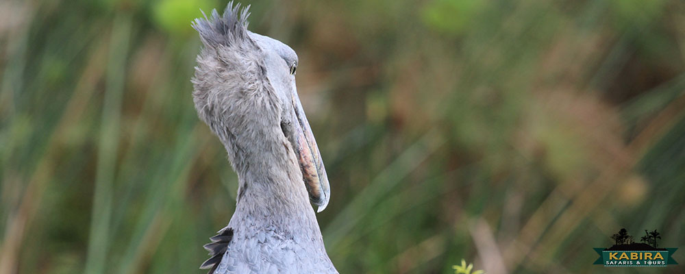 Birds of Uganda - Shoebill stock