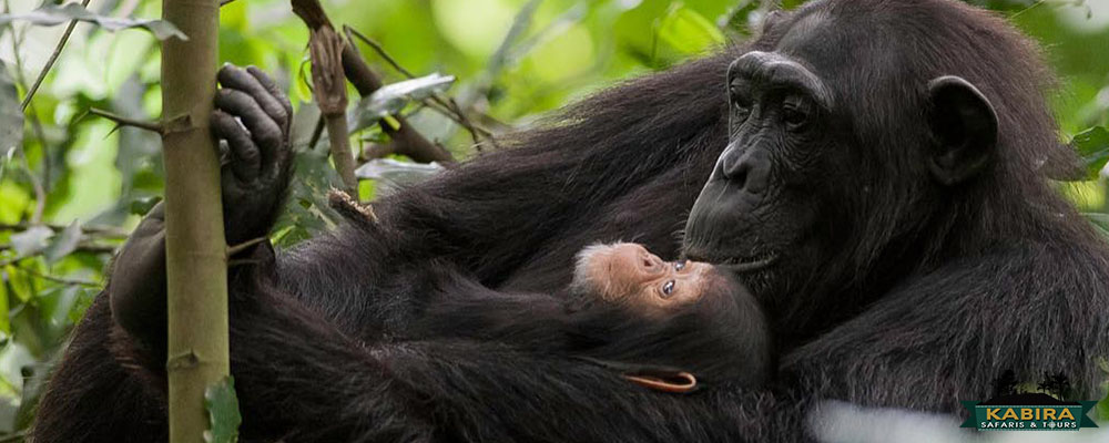chimps in Kibale National Park Uganda