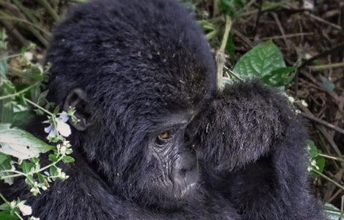 gorilla tracking safaris in Uganda