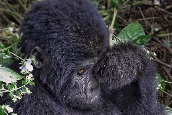 gorilla tracking safaris in Uganda gorilla tracking safaris in Uganda