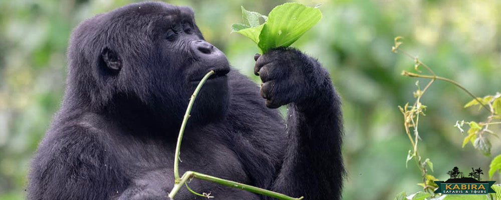 gorilla treks in Uganda