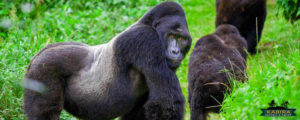 gorillas trek safaris in Uganda