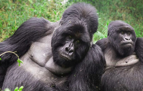 gorilla tours in Uganda