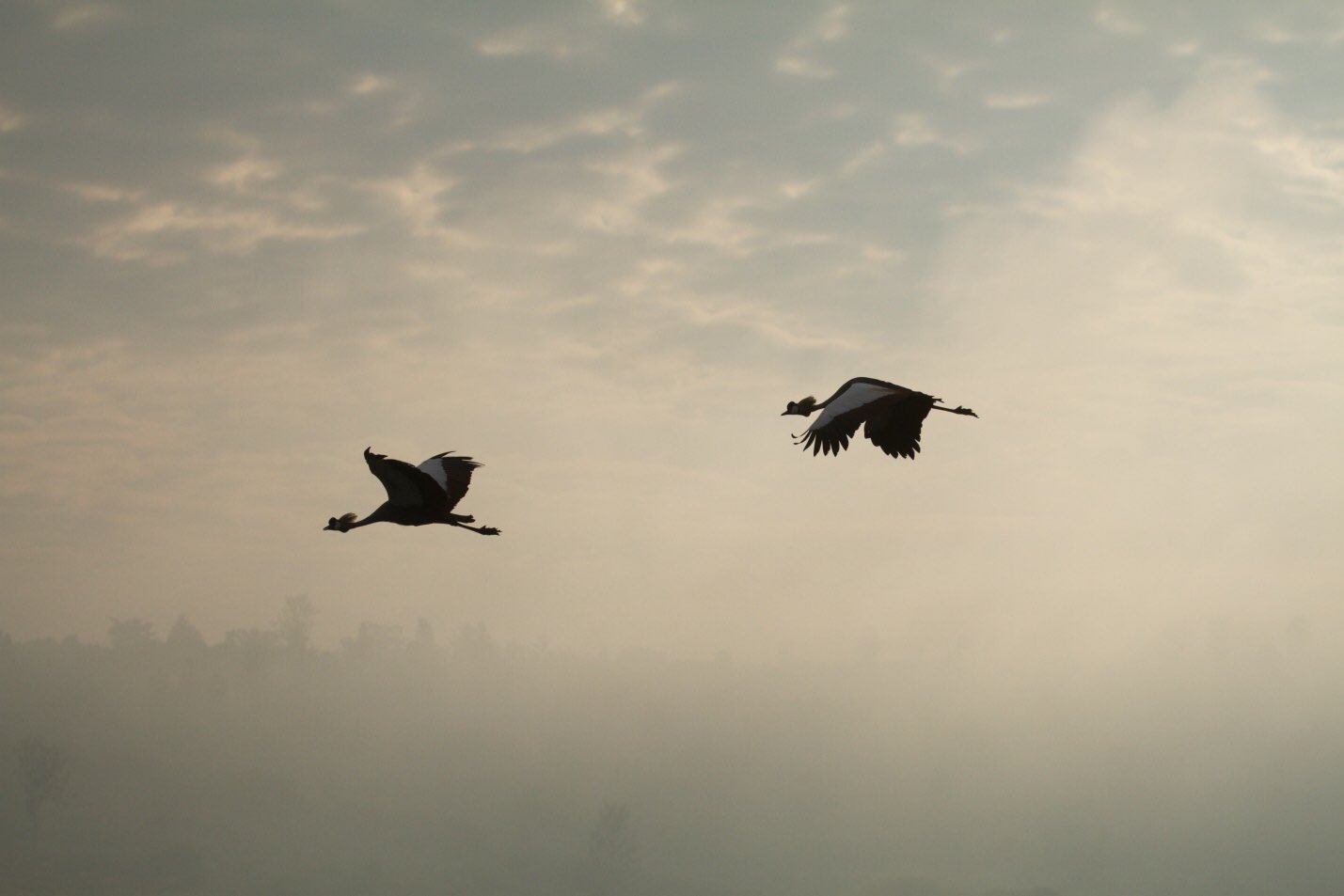 grey Crowned Cranes Akagera National Park Rwanda