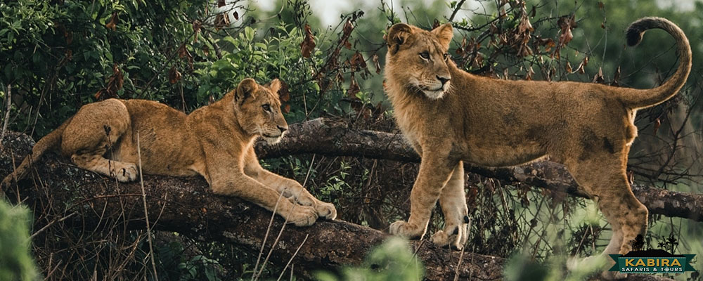 Tree climbing Lions in Ishasha - Queen Elizabeth National Park Uganda