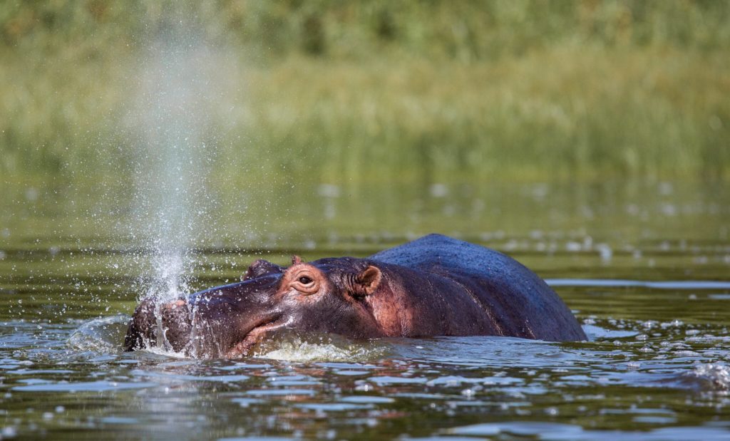 Wildlife viewing in Akagera National Park Rwanda