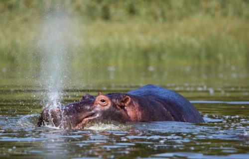 Wildlife viewing in Akagera National Park Rwanda