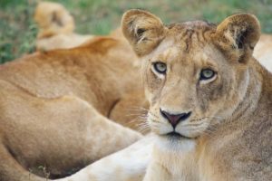 Best Uganda Wildlife tours Safaris