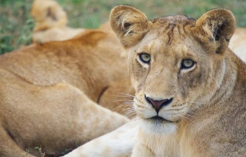 Best Uganda Wildlife tours Safaris Best Uganda Wildlife tours Safaris