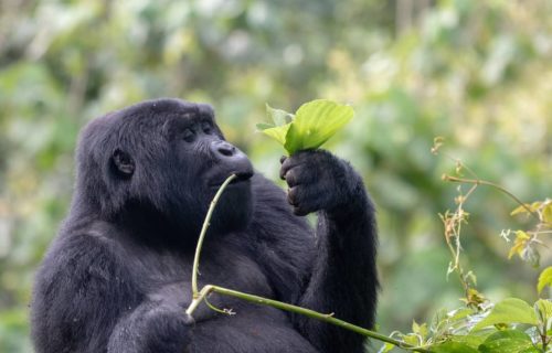 Bwindi Forest National Park Uganda - Gorilla Trekking tours
